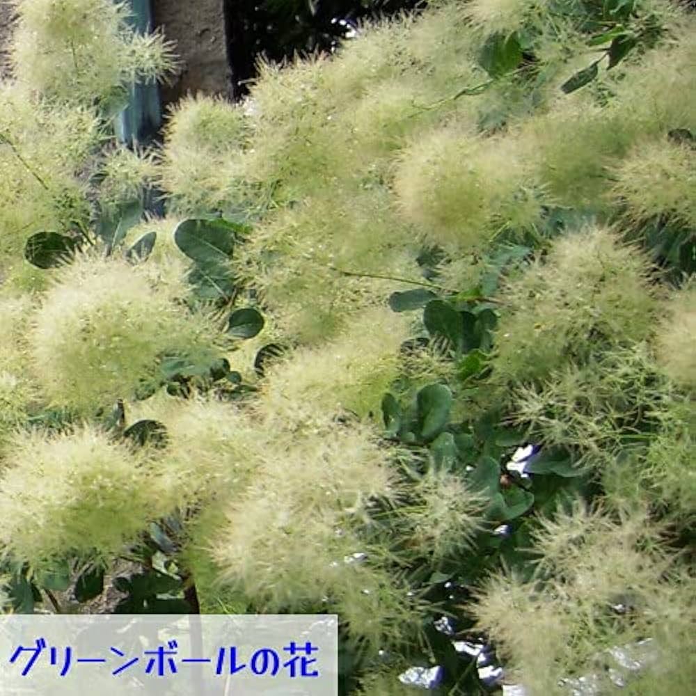 ムームー 同梱②スモークツリー ❽白百4〜5輪11本プレミアムトルコ10本 ｽﾓｰｸﾂﾘｰｽﾌﾟﾚｰ: 造花（アーティフィシャルフラワー） ｜ YDM